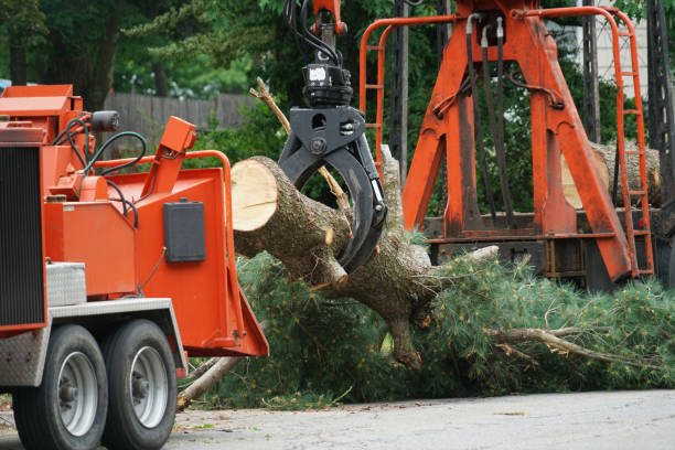 Tree Removal for Businesses in Brownsville, FL